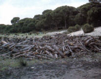 Carboneo
